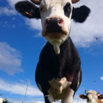 Vache de notre ferme de Rivet