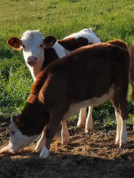 Veaux de la ferme de Rivet